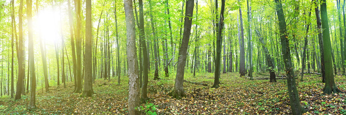 SCENERY mountain`LC-SN-9